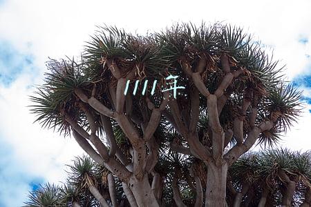 1111年