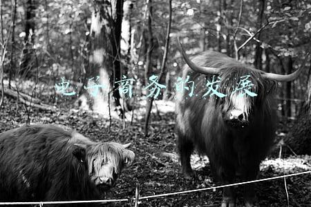 电子商务的发展