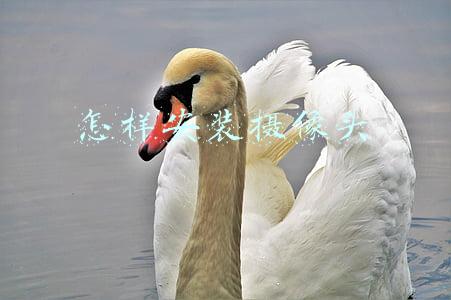怎样安装摄像头