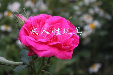 成人性玩具