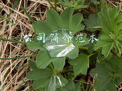 公司简介范本