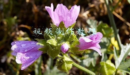 视频制作教程