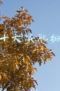 淘宝十大减肥排行榜