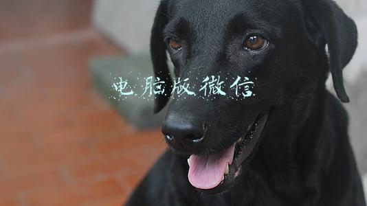 电脑版微信