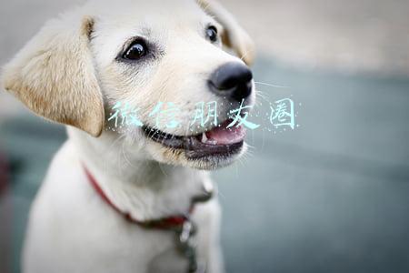 微信朋友圈