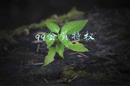 qq会员特权