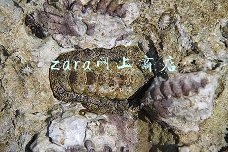 zara网上商店