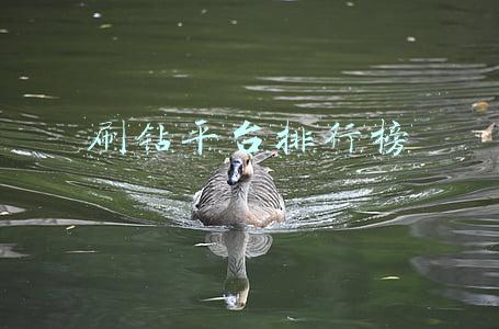 刷钻平台排行榜