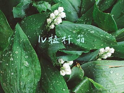 lv拉杆箱