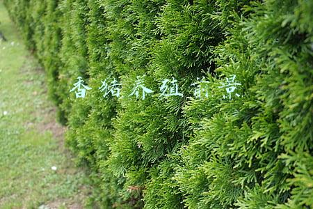香猪养殖前景 香猪养殖前景