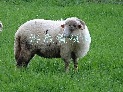 游乐园项目