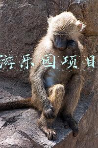 游乐园项目