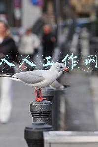 人人工作网