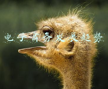 电子商务发展趋势