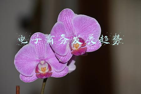 电子商务发展趋势
