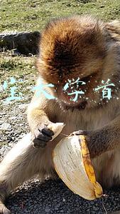 淘宝大学(美团、淘宝、滴滴等多家互联网企业办起开放式大学)