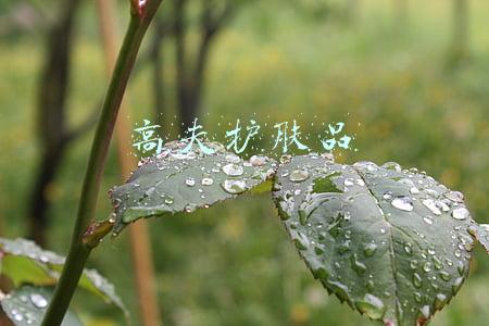 高夫护肤品