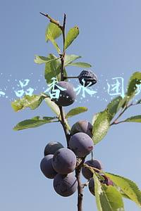 正品香水团购