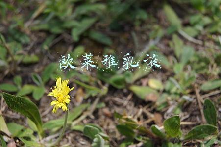 欧莱雅乳液
