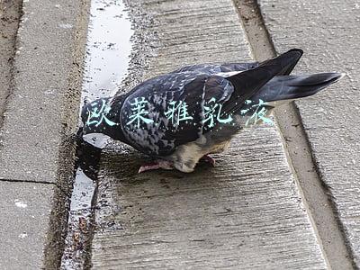 欧莱雅乳液