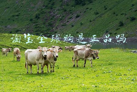 淘宝全球购是正品吗