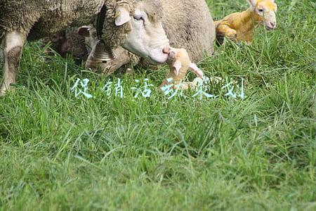 促销活动策划