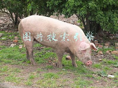 图片搜索引擎
