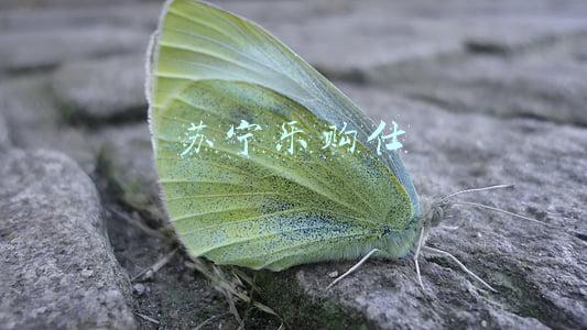 苏宁乐购仕