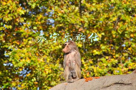 苏宁乐购仕
