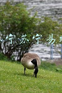苏宁苏宁易购