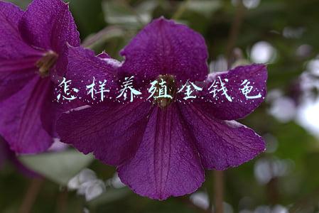 怎样养殖金钱龟