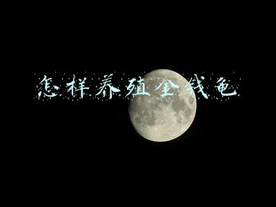 怎样养殖金钱龟