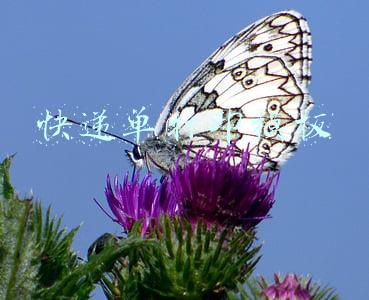 快递单打印模板