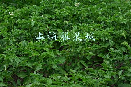 上海服装城