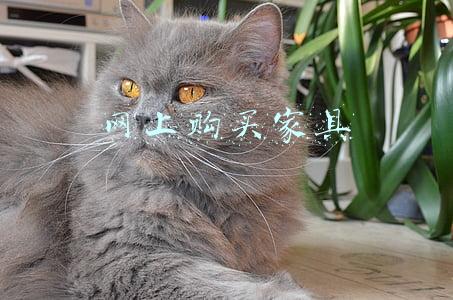 网上购买家具