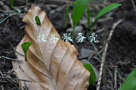技术服务费