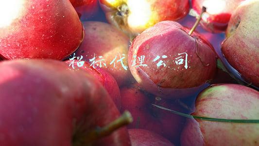 招标代理公司