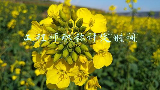 工程师职称评定时间