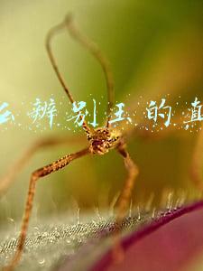 怎么辨别玉的真假