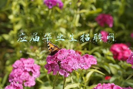 应届毕业生招聘网