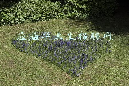 应届毕业生招聘网