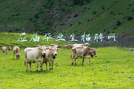 应届毕业生招聘网