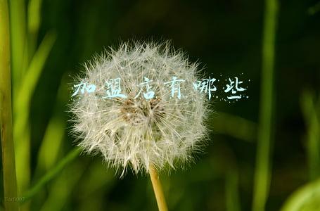 加盟店有哪些
