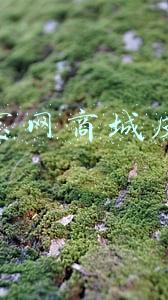 淘宝网商城皮衣