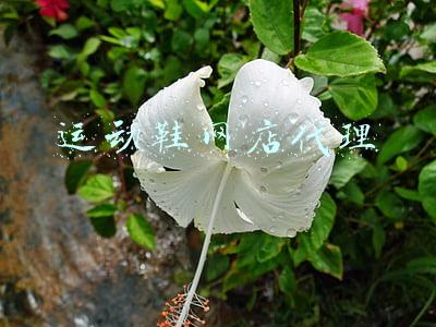 运动鞋网店代理