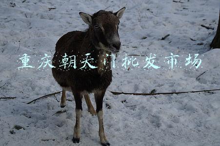 重庆朝天门批发市场 重庆朝天门批发市场