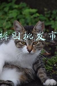 木樨园批发市场