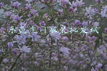 东莞虎门服装批发城