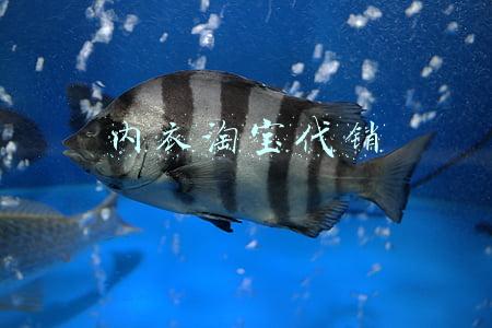 内衣淘宝代销