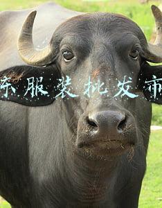 山东服装批发市场